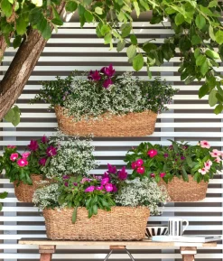 Köcherblümchen, verschiedene Farben