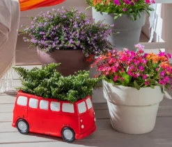 Köcherblümchen, verschiedene Farben