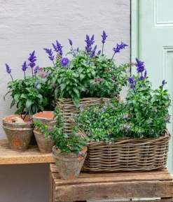 Köcherblümchen, verschiedene Farben