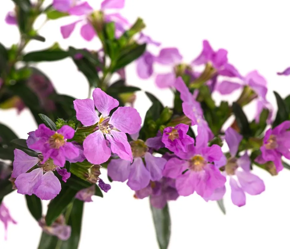 Köcherblümchen, verschiedene Farben