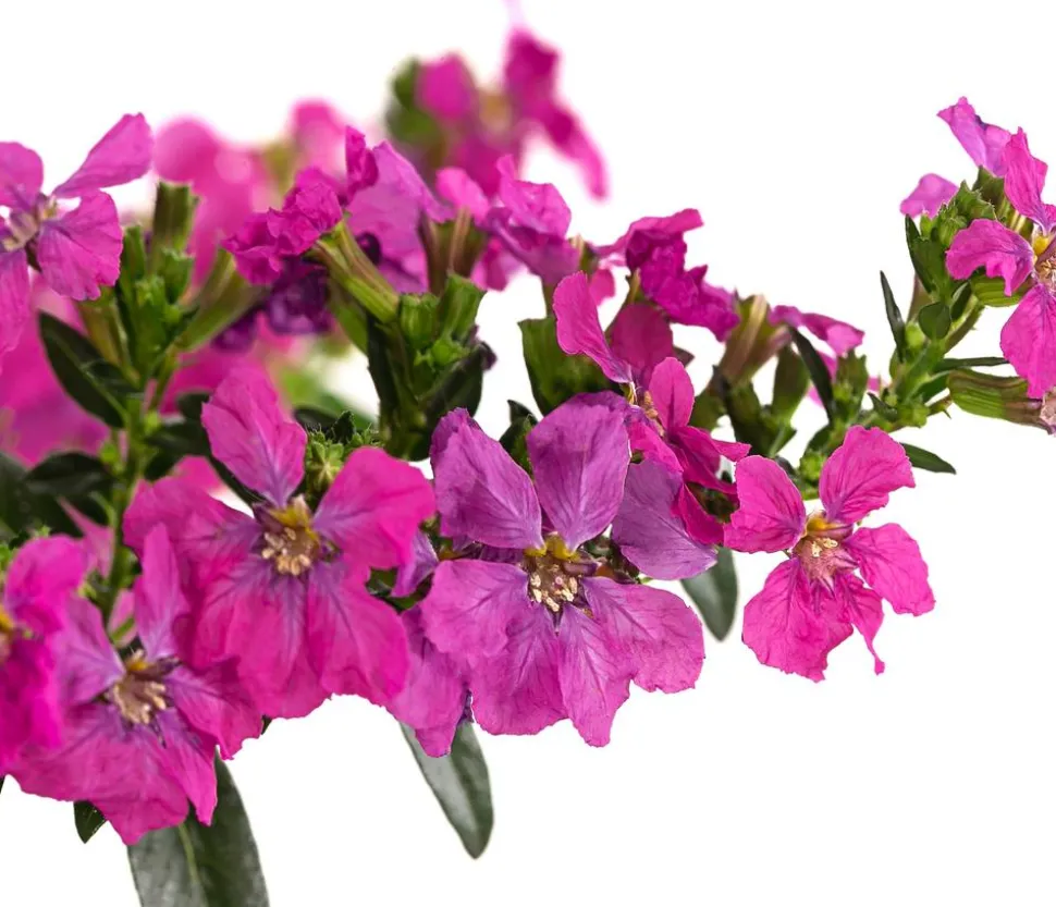 Köcherblümchen, verschiedene Farben