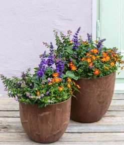 Köcherblümchen, verschiedene Farben