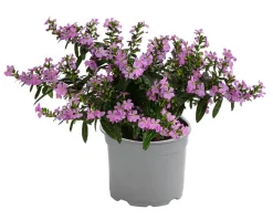 Köcherblümchen, verschiedene Farben