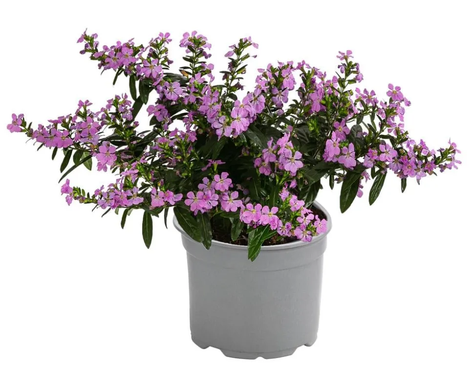 Köcherblümchen, verschiedene Farben