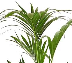 Kentiapalme - Howea forsteriana
