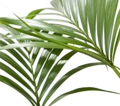Kentiapalme - Howea forsteriana