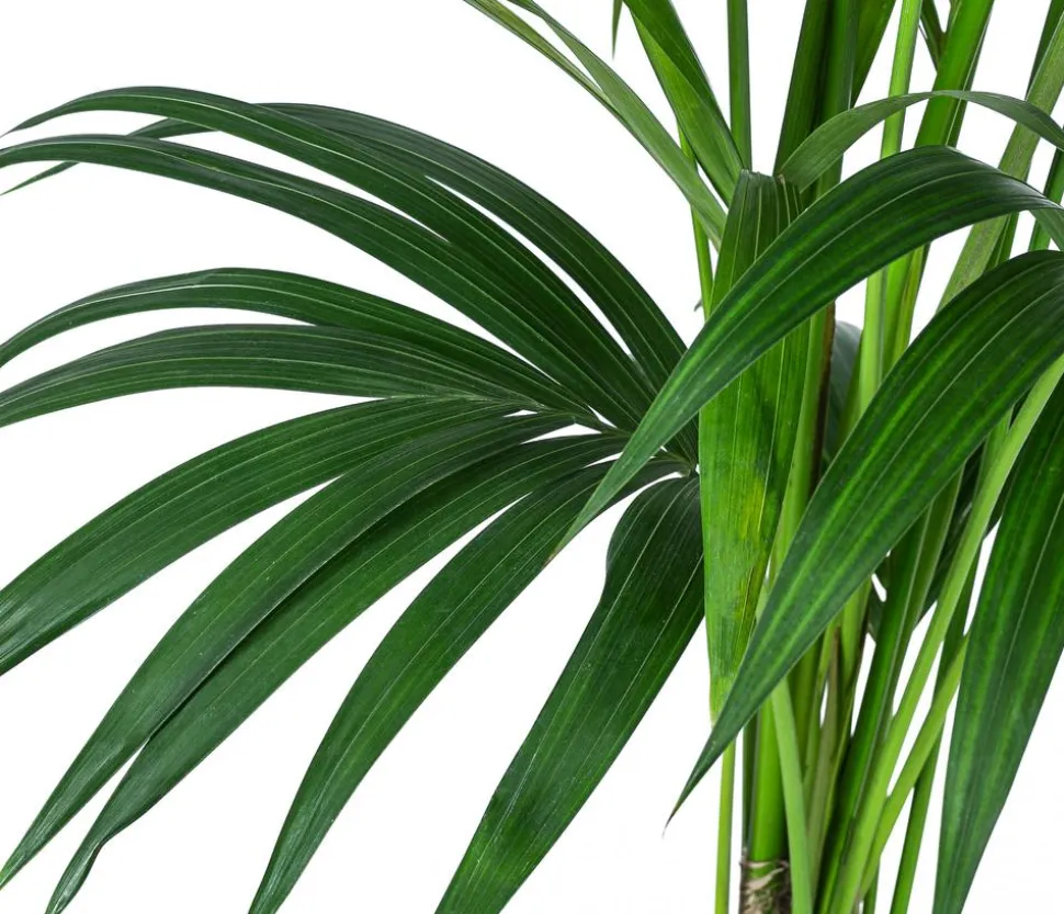 Kentiapalme, Howea forsteriana, Hydrokultur