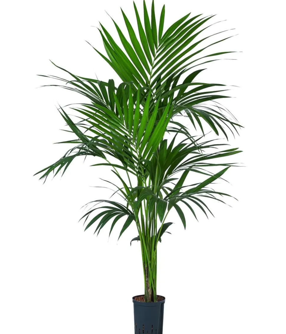 Kentiapalme, Howea forsteriana, Hydrokultur