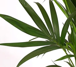 Kentiapalme, Howea forsteriana, Hydrokultur