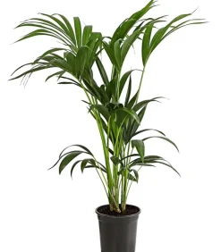 Kentiapalme - Howea forsteriana