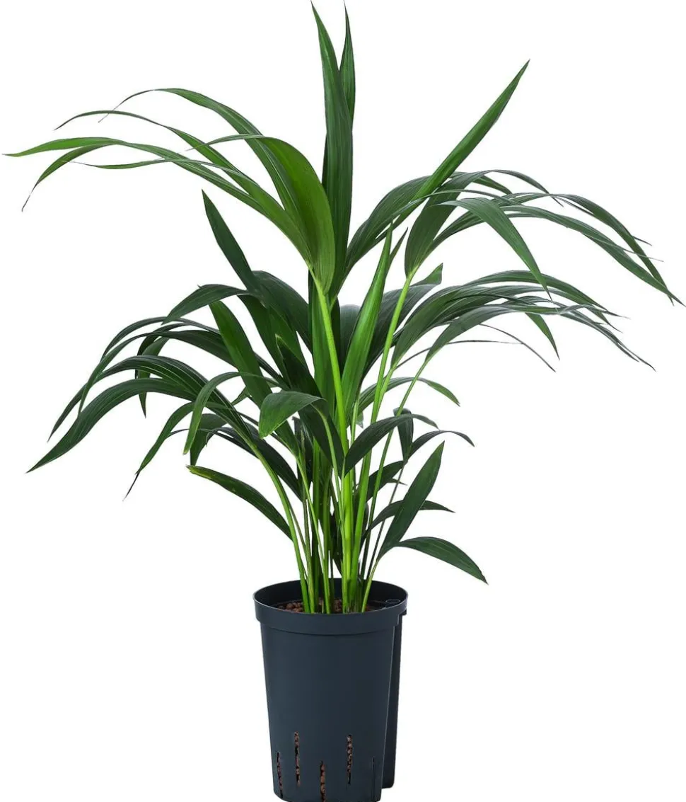 Kentiapalme, Howea forsteriana, Hydrokultur