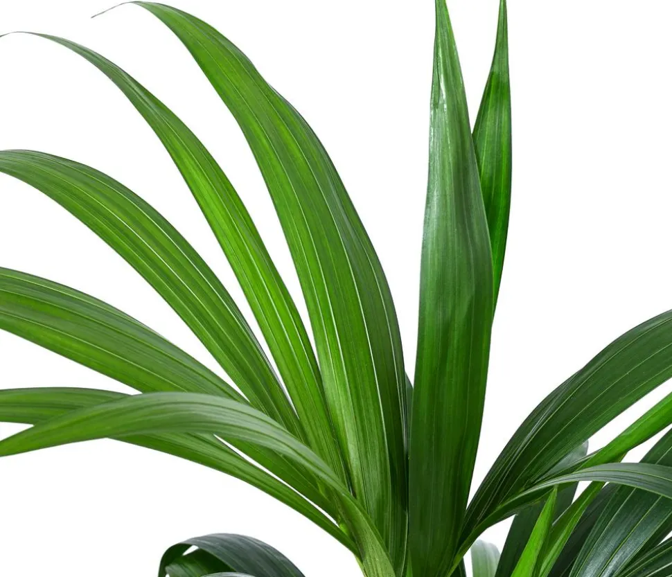 Kentiapalme, Howea forsteriana, Hydrokultur