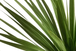 Keulenlilie - Dracaena indivisa