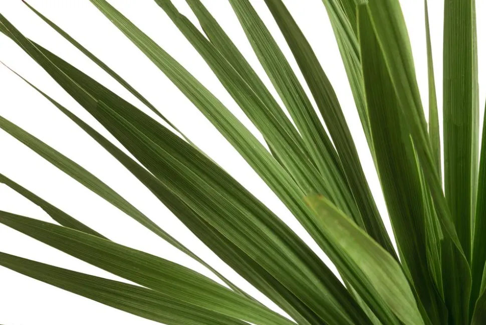 Keulenlilie - Dracaena indivisa