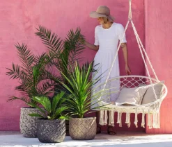 Keulenlilie - Dracaena indivisa