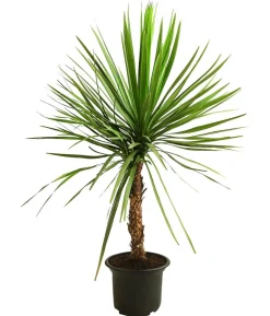 Keulenlilie - Dracaena indivisa