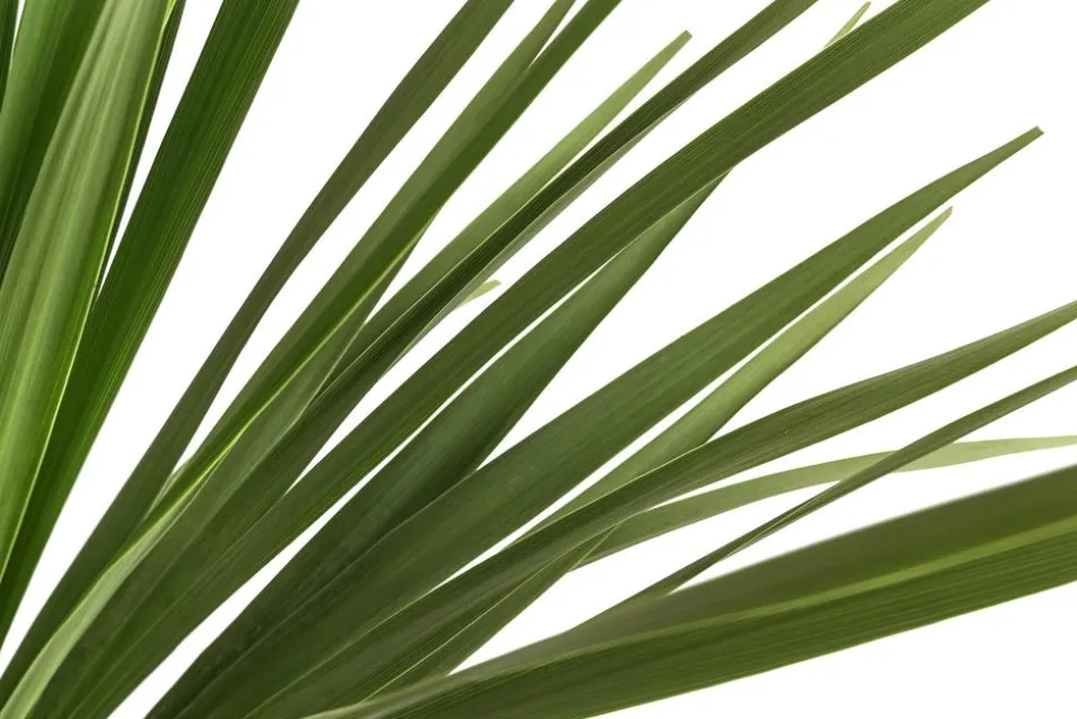 Keulenlilie - Dracaena indivisa