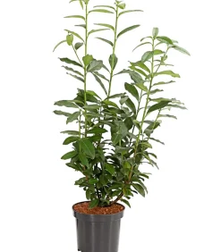 Kirschlorbeer 'Genolia'