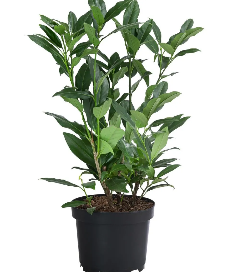Kirschlorbeer 'Herbergii'
