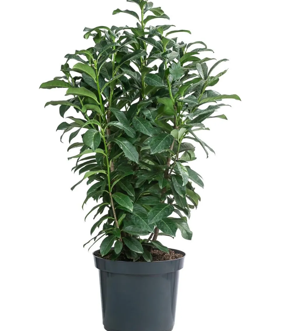 Kirschlorbeer 'Genolia'