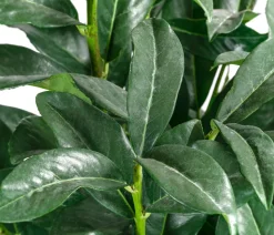 Kirschlorbeer 'Genolia'