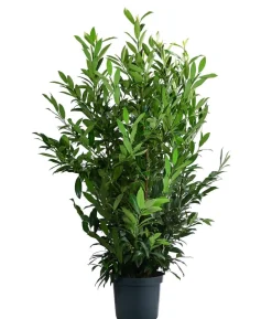 Kirschlorbeer 'Herbergii'