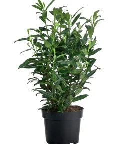 Kirschlorbeer 'Herbergii'