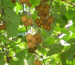 Kiwi 'Solo'