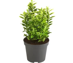 Kleinblättriger Kriech-Spindelstrauch 'Microphyllus Aureovariegatus'
