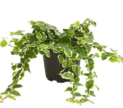 Kletterfeige - Ficus pumila 'Sunny'