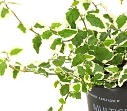 Kletterfeige - Ficus pumila 'Sunny'
