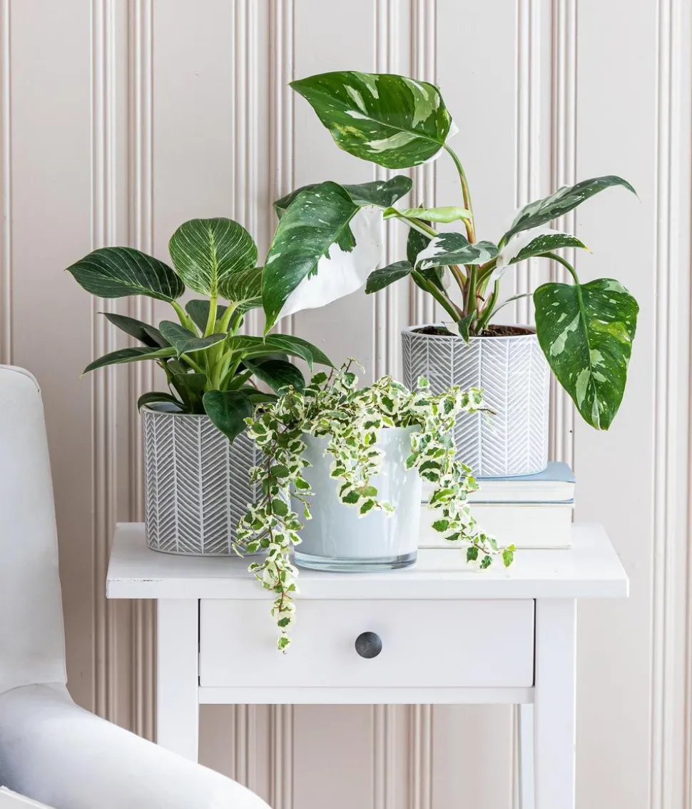 Kletterfeige - Ficus pumila 'White Sunny'