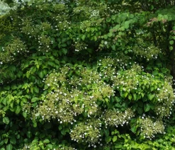 Kletter-Hortensie