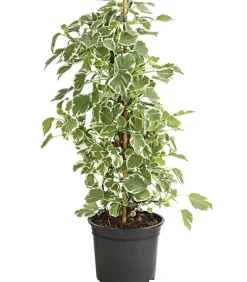 Kletter-Hortensie 'Silver Lining'