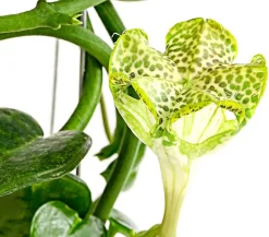 Kletternde Leuchterblume - Ceropegia sandersonii, Säule