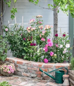 Kletterrose 'Camelot®'