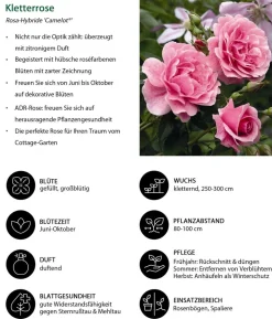 Kletterrose 'Camelot®'