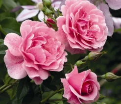 Kletterrose 'Camelot®'