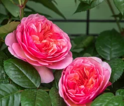 Kletterrose 'Camelot®'