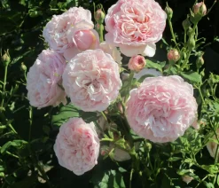 Kletterrose 'Divina'