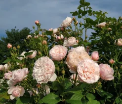 Kletterrose 'Divina'