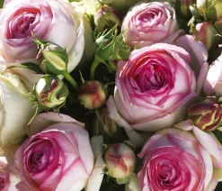 Kletterrose 'Eden Rose®'