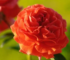 Kletterrose 'Naranga®'