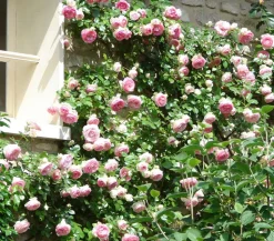 Kletterrosen 'Klettermaxe®'