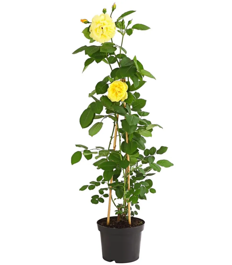 Kletterrosen 'Klettermaxe®'