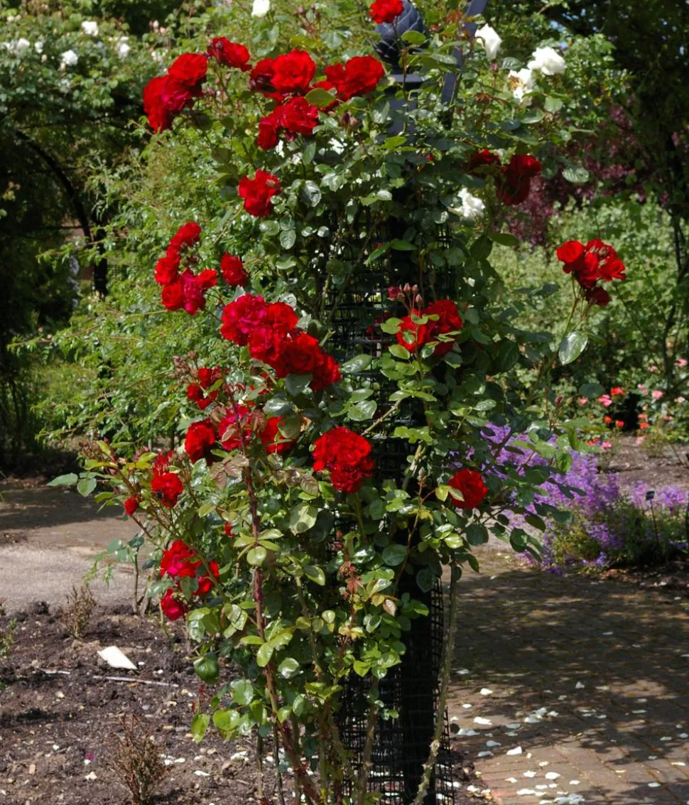 Kletterrose 'Santana®'