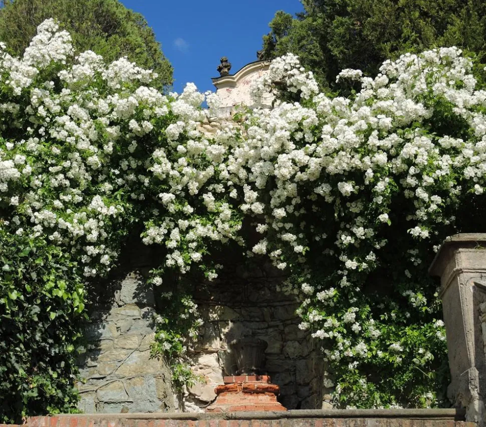 Kletterrose 'Uetersener Klosterrose®'