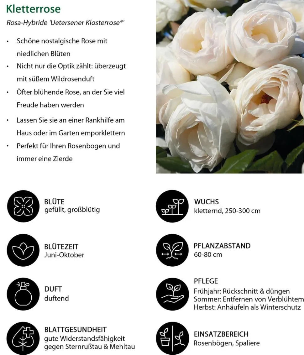 Kletterrose 'Uetersener Klosterrose®'