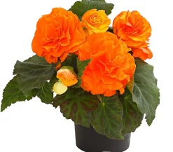 Knollenbegonie, verschiedene Farben