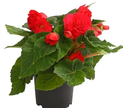 Knollenbegonie, verschiedene Farben